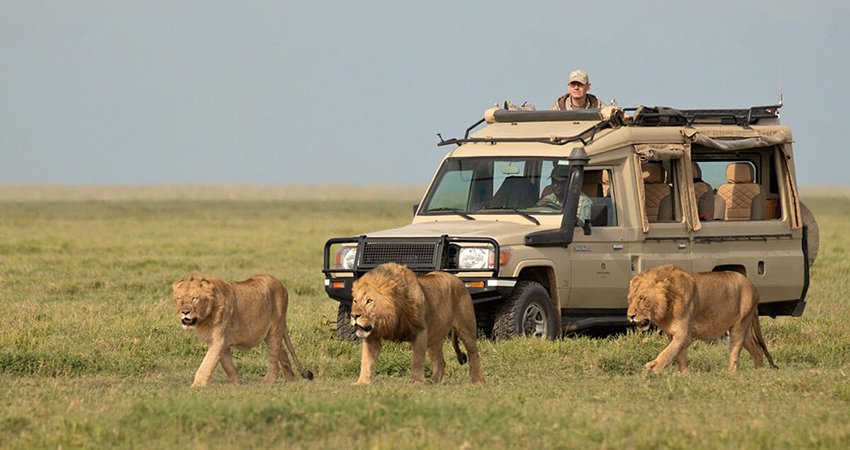lions walking in front of a safari Land Cruiser during a 3 Days 2 Nights Serengeti National Park Safari with Wild Pro Adventures