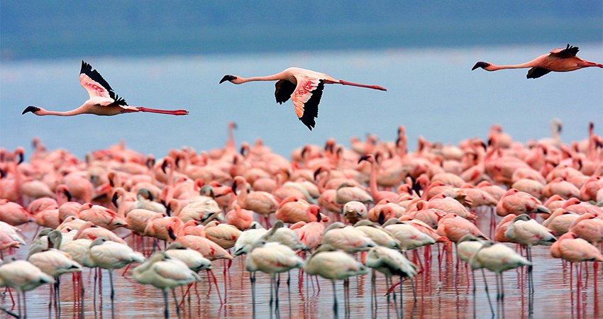 A large flock of flamingos feeding in the waters of Lake Nakuru during the 5-Day Maasai Mara, Lake Nakuru, Lake Naivasha Safari, showcasing Kenya’s iconic birdlife.