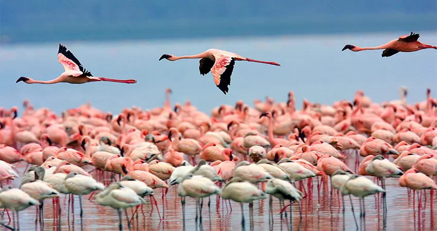 A large flock of flamingos feeding in the waters of Lake Nakuru during the 5-Day Maasai Mara, Lake Nakuru, Lake Naivasha Safari, showcasing Kenya’s iconic birdlife.