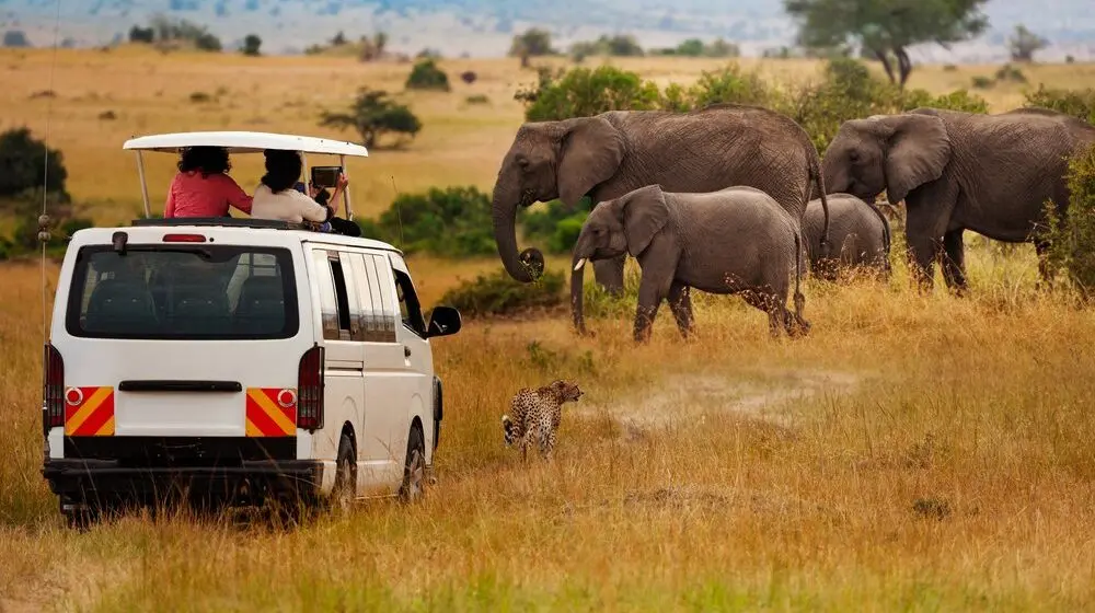 A herd of elephants standing in front of a safari van during the 3 Days 2 Nights Amboseli National Park Group Safari, showcasing close wildlife encounters with Mount Kilimanjaro in the background.