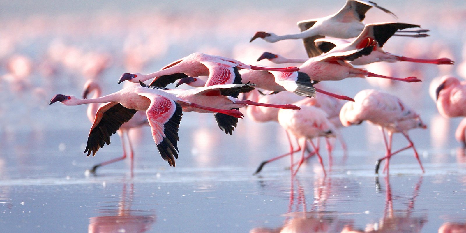 A flock of flamingos flying over Lake Nakuru during the 1-Day Lake Nakuru National Park Day Trip, showcasing vibrant birdlife and scenic lake views