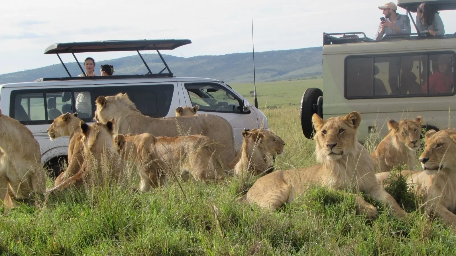 A pride of lions resting near a tour van during the 3 Days 2 Nights Maasai Mara Group Safari, showcasing close wildlife encounters in the Maasai Mara National Reserve