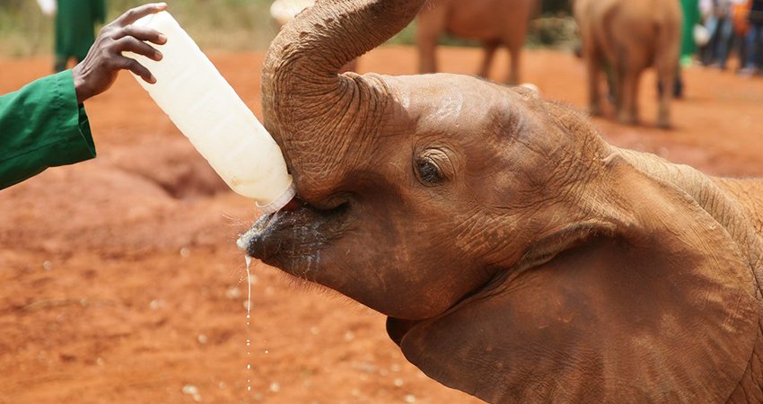 Baby elephant drinking milk from caretaker at Daphne Sheldrick Elephant Orphanage during 1-Day Trip