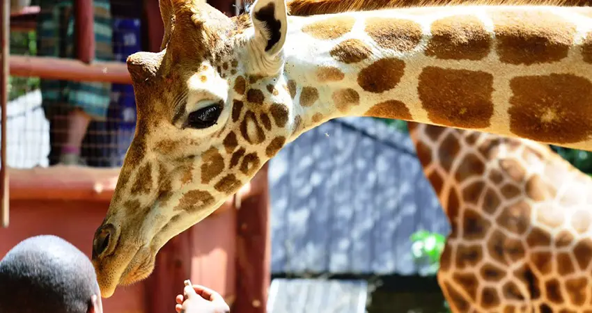 Giraffe receiving food from visitor at the Giraffe Centre during 1-Day Nairobi National Park and Giraffe Centre Tour