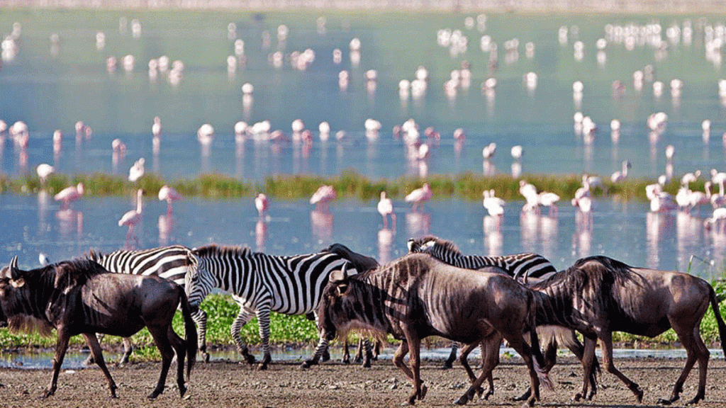 A group of wild animals gathered along the shores of Lake Manyara during the 2 Days Lake Manyara / Ngorongoro Crater Safari, showcasing Tanzania’s rich wildlife and scenic beauty.