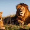 A majestic lion lying on the grassy plains of Maasai Mara during a Kenya safari
