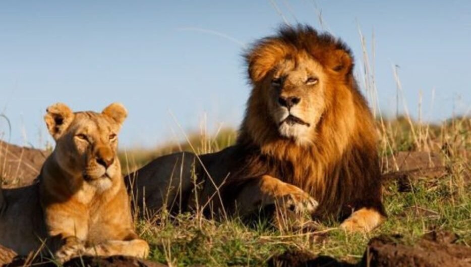 A majestic lion lying on the grassy plains of Maasai Mara during a Kenya safari
