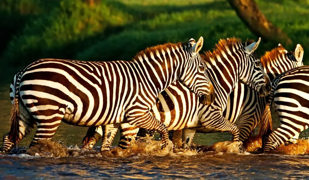 Zebras drinking from a pond during the 6 Days 5 Nights Group Joining Safari Maasai Mara, Lake Nakuru and Amboseli
