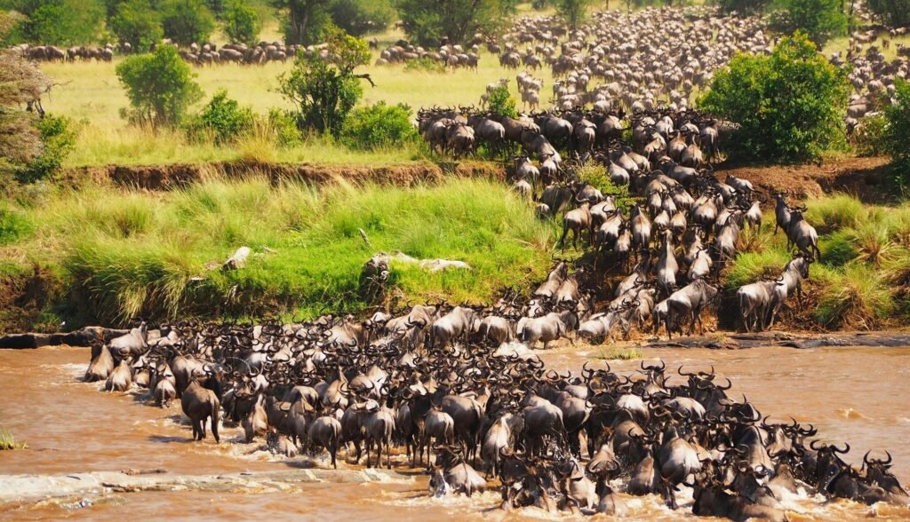 Wildebeests crossing the Mara River during the 4 Days 3 Nights Maasai Mara and Lake Nakuru Group Safari in Kenya