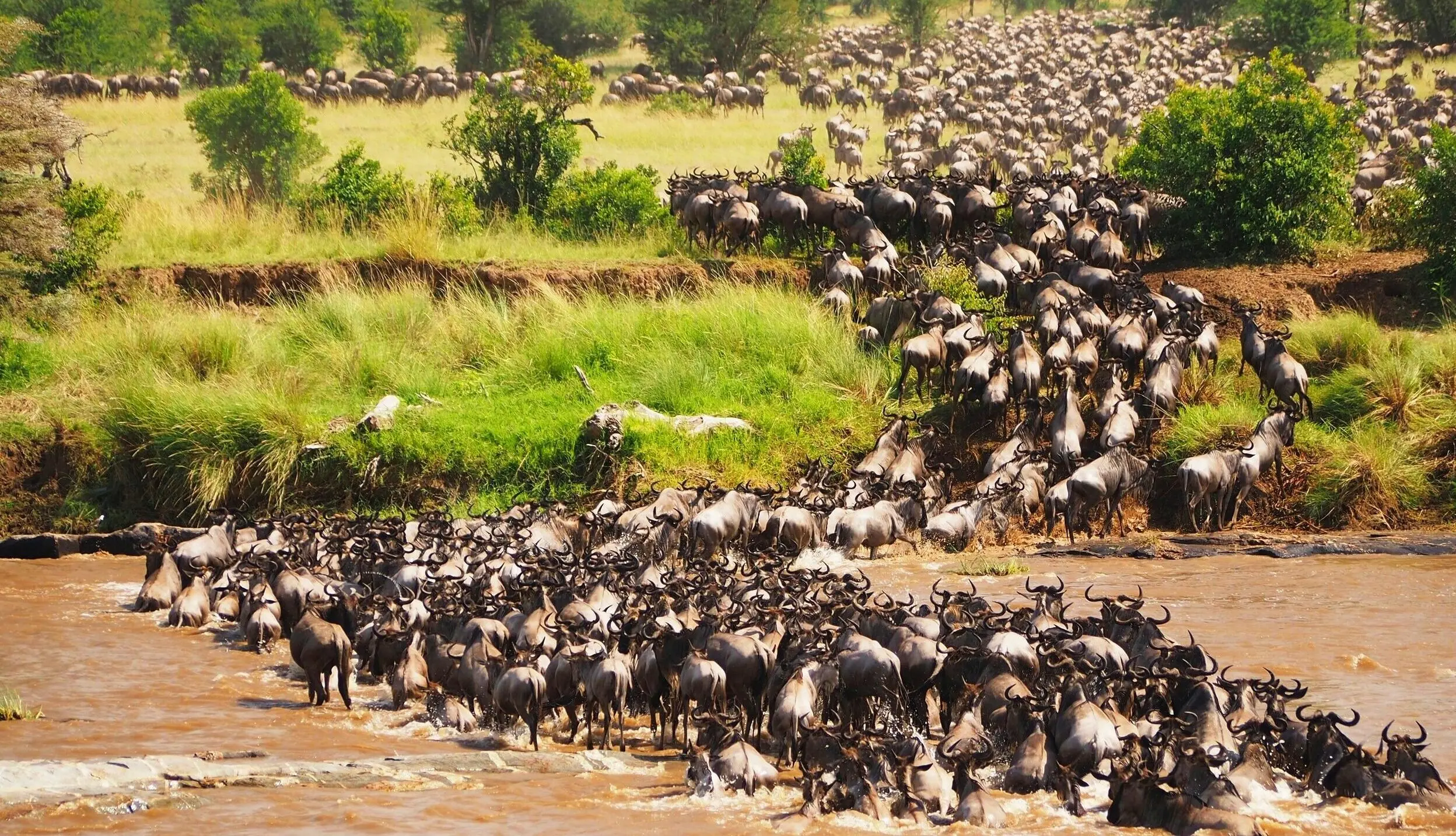 Wildebeests crossing the Mara River during the 4 Days 3 Nights Maasai Mara and Lake Nakuru Group Safari in Kenya