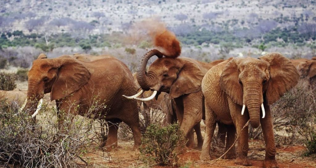 Elephants playing and splashing soil over their heads during a 2 Days 1 Night Group Joining Safari in Tsavo East National Park from Mombasa or Diani.