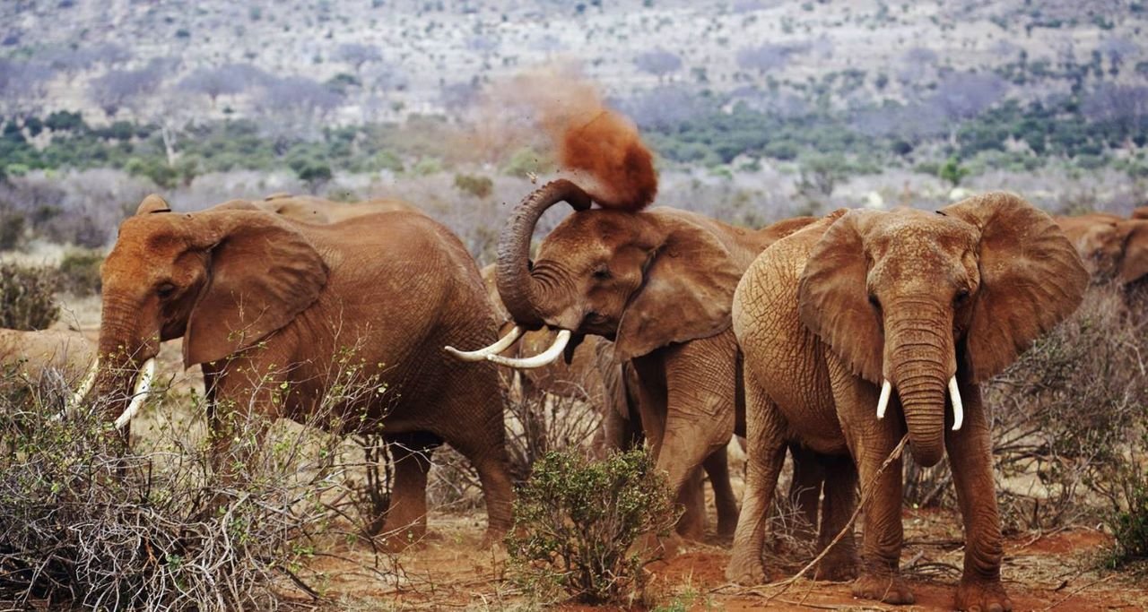Elephants playing and splashing soil over their heads during a 2 Days 1 Night Group Joining Safari in Tsavo East National Park from Mombasa or Diani.
