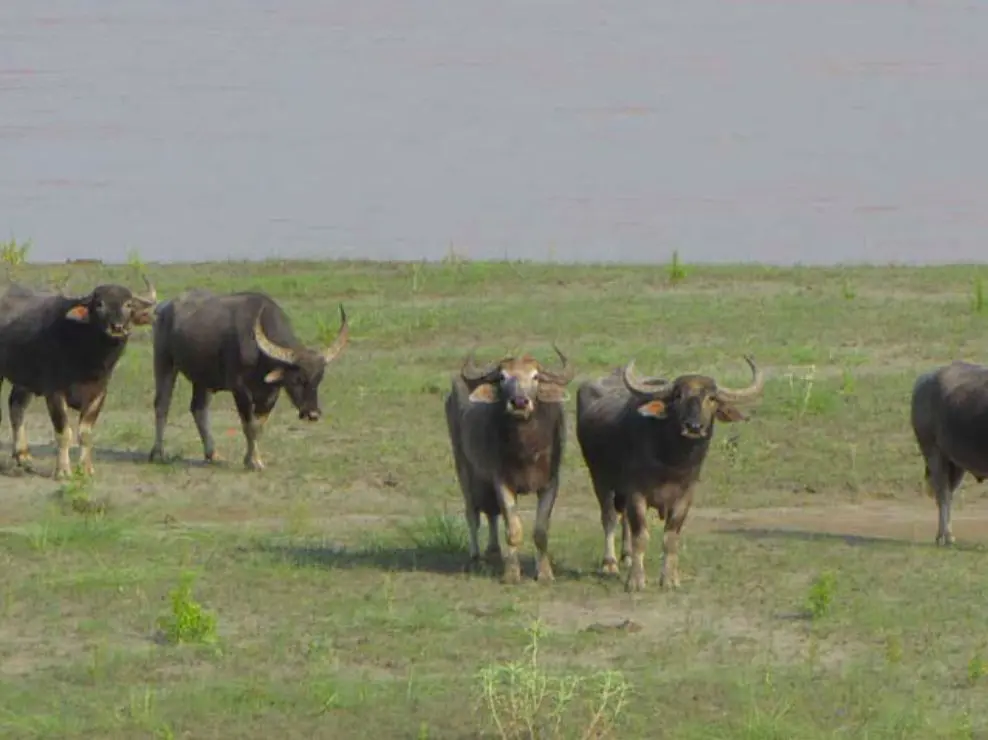 Buffalo herd grazing on the plains during a 4 Days Kenya Safari in Masai Mara and Amboseli