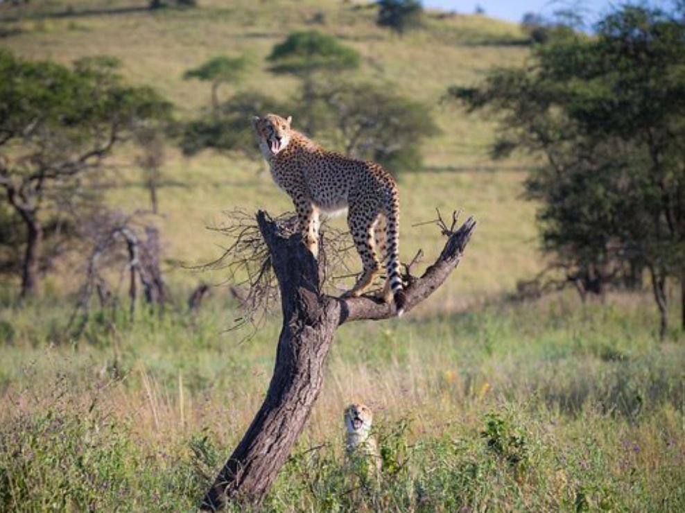 Leopard resting on a tree trunk during a 5 Days Kenya Safari in Masai Mara