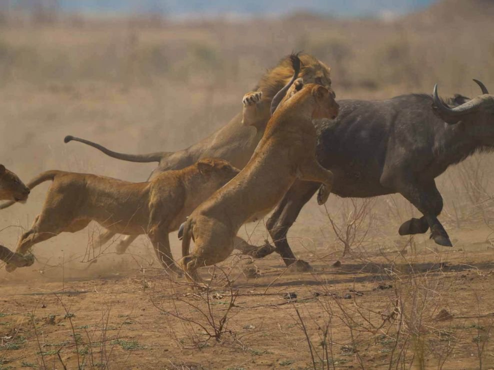 Lions attacking a buffalo during a takedown on a 12-day Kenya safari in Masai Mara National Reserve