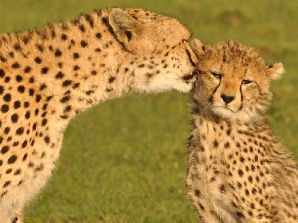 Two spotted big cats resting on the plains of Meru National Park during a 3 Days Meru National Park Safari with Wild Pro Adventures