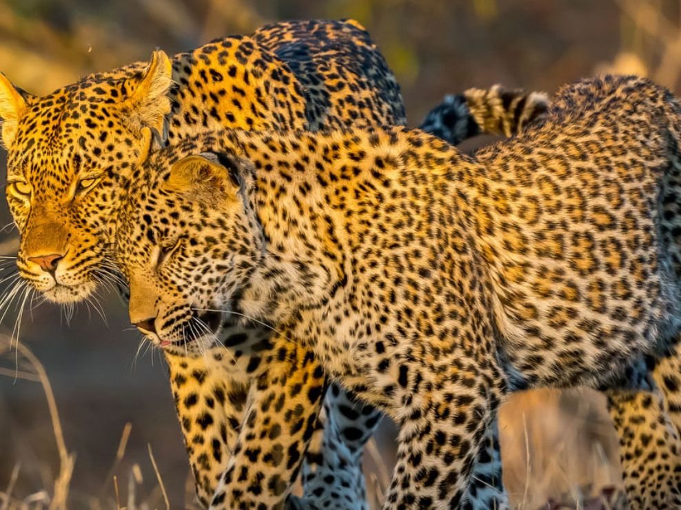 Close-up of two leopards resting during a 2 Days Amboseli Safari with Wild Pro Adventures.