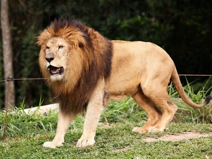 Majestic male lion resting on the plains of Amboseli National Park during a 3 Days Amboseli Safari