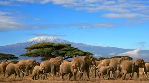 Elephant herd in Amboseli National Park with Mount Kilimanjaro in the background – Kenya Tanzania Safari Itinerary