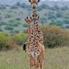 Giraffes roaming in a park during a 10 Days Serengeti Safari Itinerary with Wild Pro Adventures