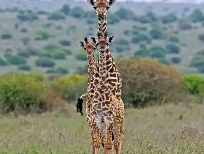 Giraffes roaming in a park during a 10 Days Serengeti Safari Itinerary with Wild Pro Adventures
