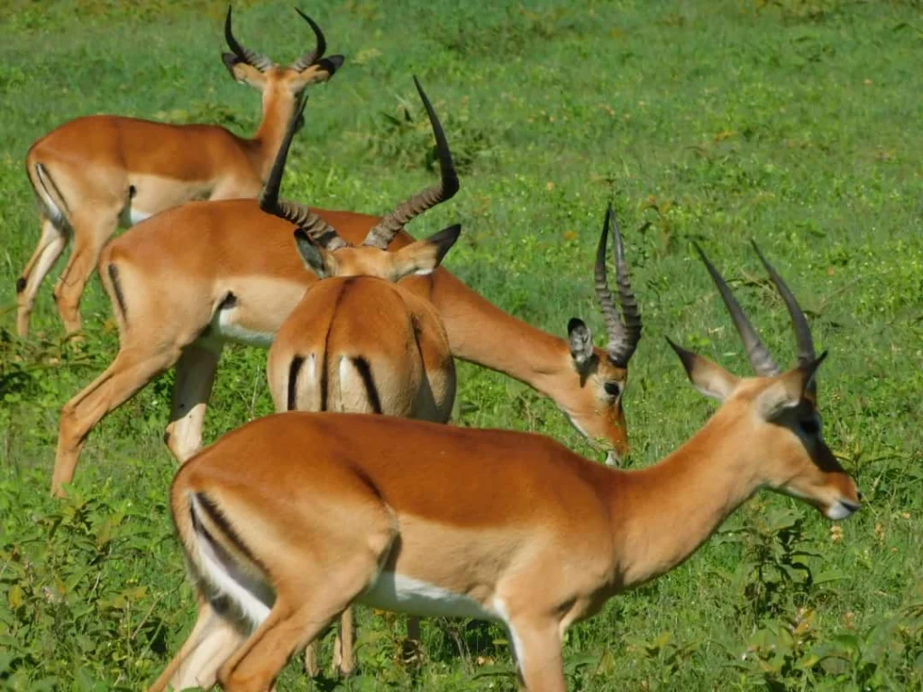Wildlife roaming in a Kenyan national park during a Kenya Adventure Tour with Wild Pro Adventures