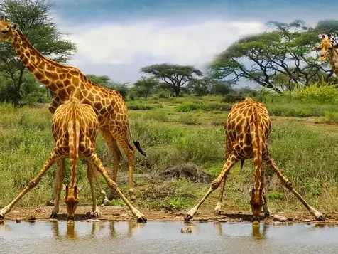 Giraffes drinking water at a safari watering hole during a 6 Days Kenya Safari with Wild Pro Adventures