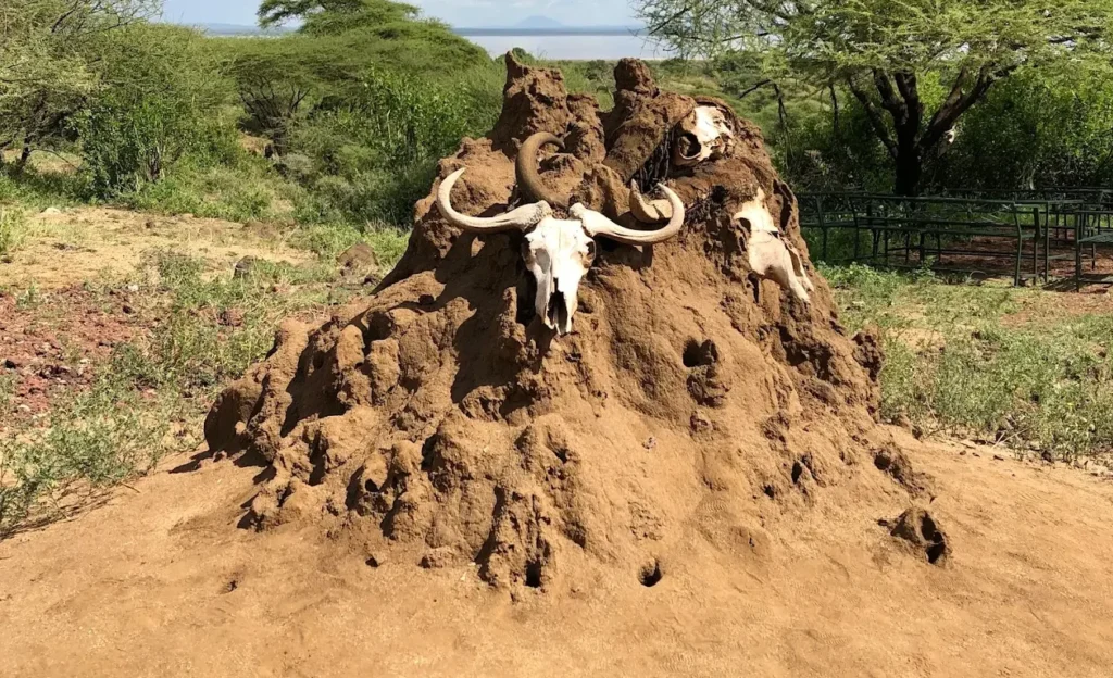 Termite hill with buffalo skulls in Lake Manyara National Park, Tanzania
