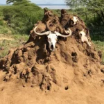 Termite hill with buffalo skulls in Lake Manyara National Park, Tanzania
