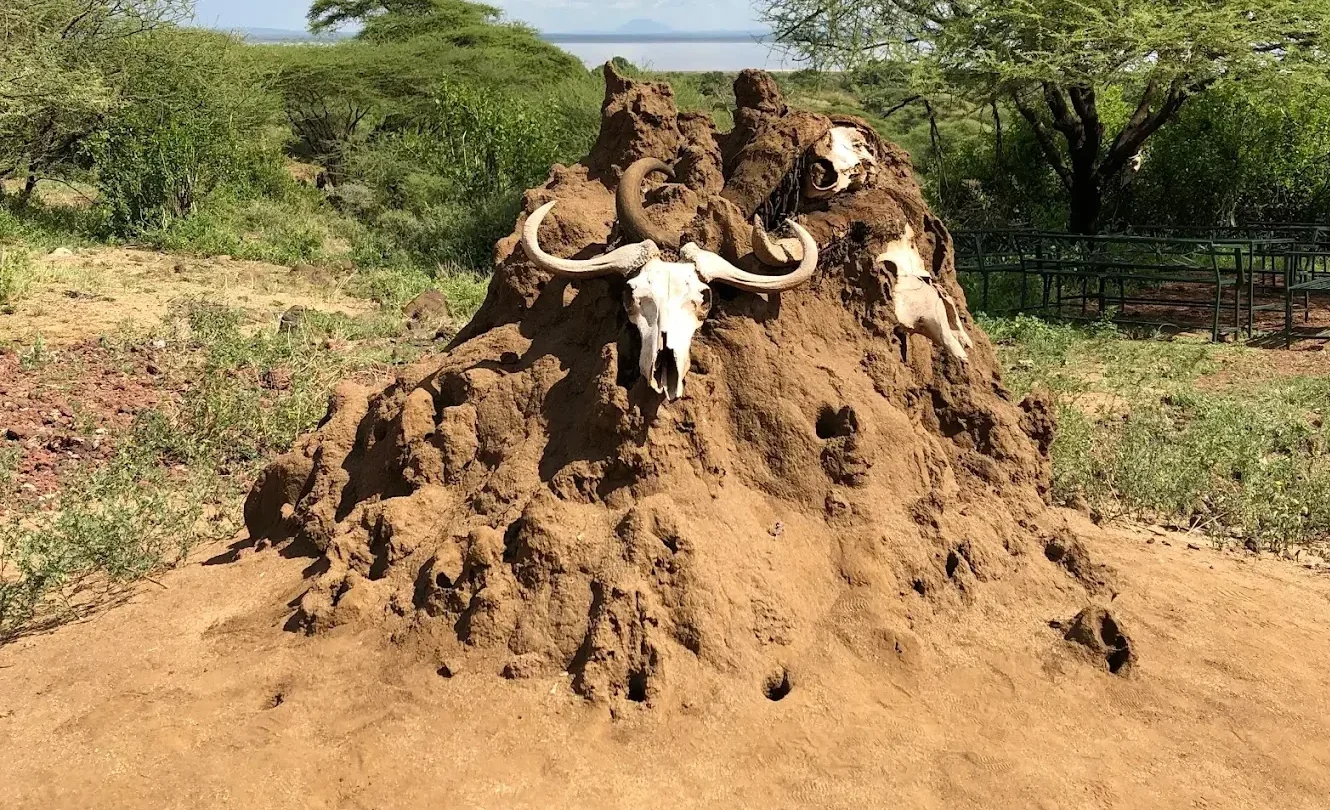 Termite hill with buffalo skulls in Lake Manyara National Park, Tanzania