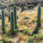 Giant lobelias and senecios in the afro-alpine zone of Mount Kenya, Kenya