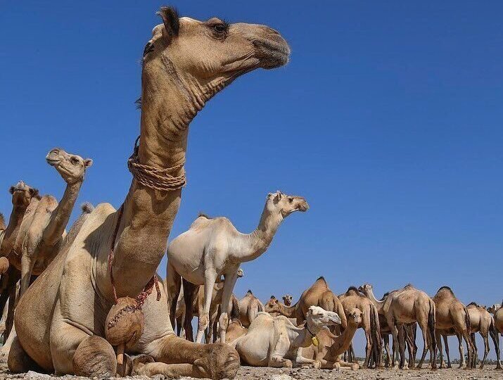 Camels resting on the salt flats of the Chalbi Desert during a Northern Kenya safari expedition
